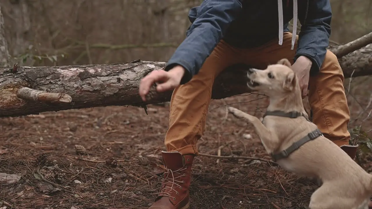 An Unrecognizable Person Playing With A Dog With A Pinecone In The Forest