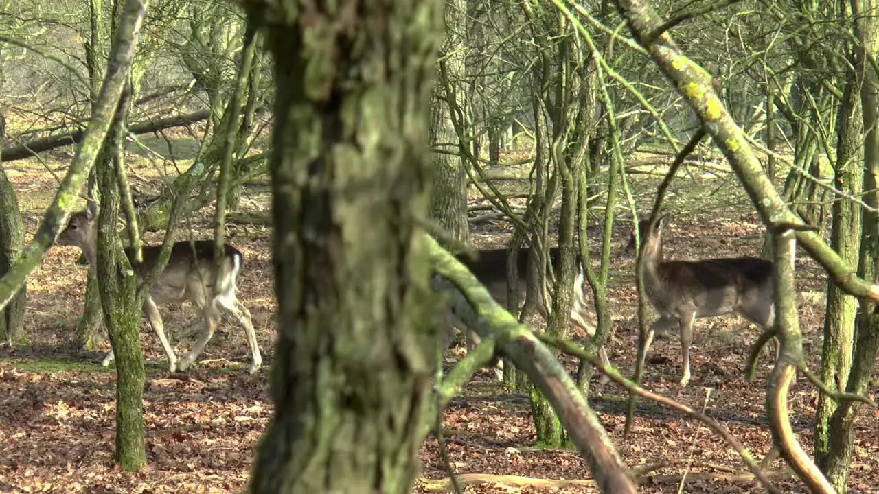 Four wild fallow deer walking through the forest