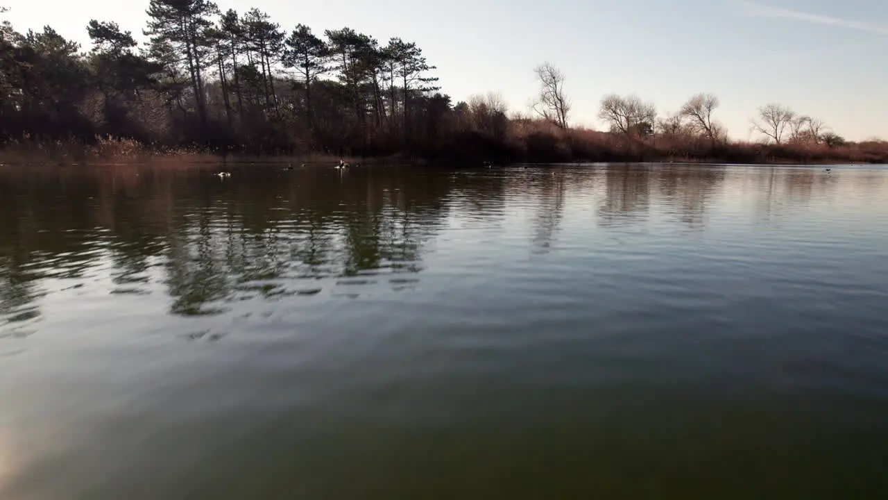 Ducks On The Lake In Nature Preserve In Meijendel Dunes National Park South Holland Netherlands