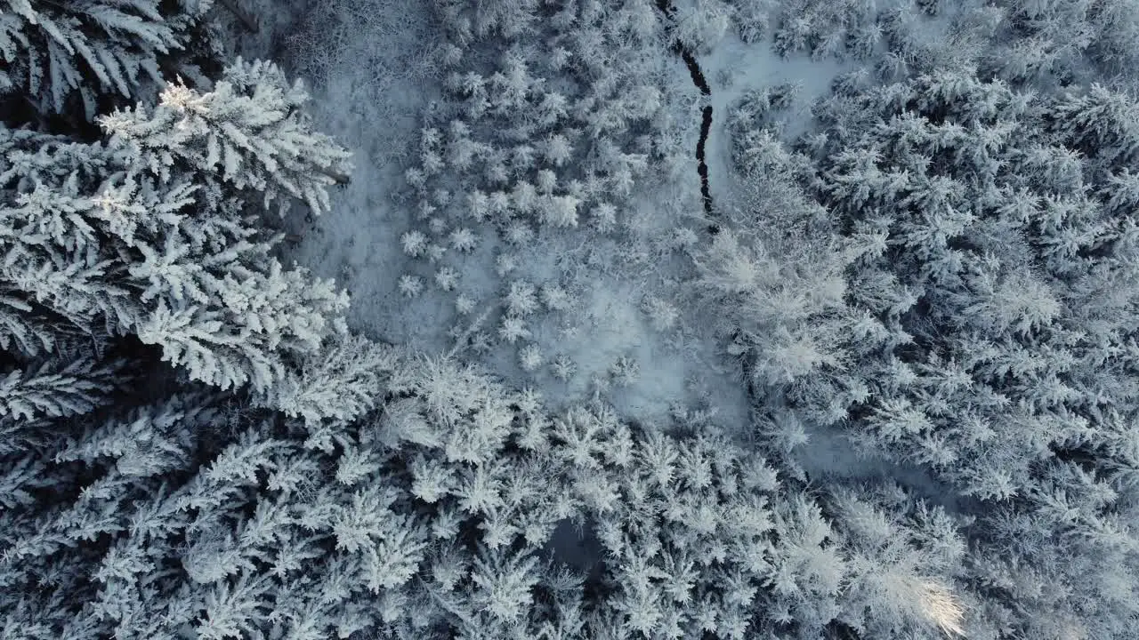 Top view of pine forest in winter covered with snow