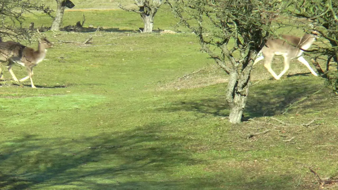 Fallow deer on the run in the forest