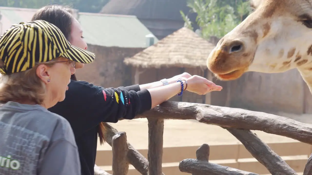 Girl Feeds Cute Giraffe That Puts Its Head in Her Hands