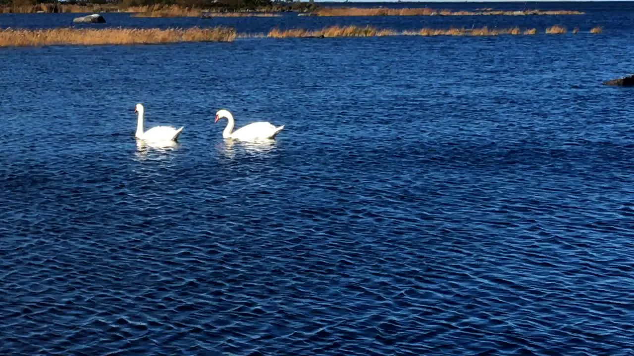 Cygnus olor group of mute swans in the Kvarken Archipelago UNESCO world heritage with de Geer moraines narrow ridges trending parallel formed during the ice age unique land uplift