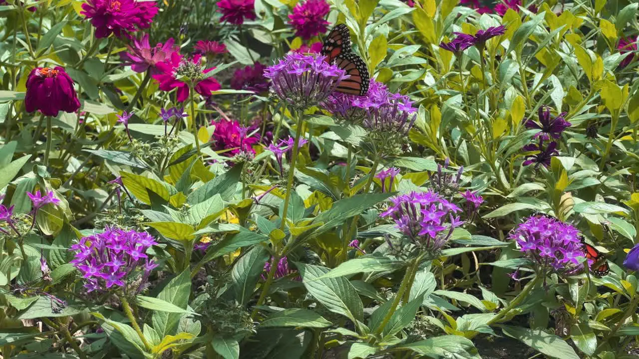 Monarch butterfly in a garden with purple flowers