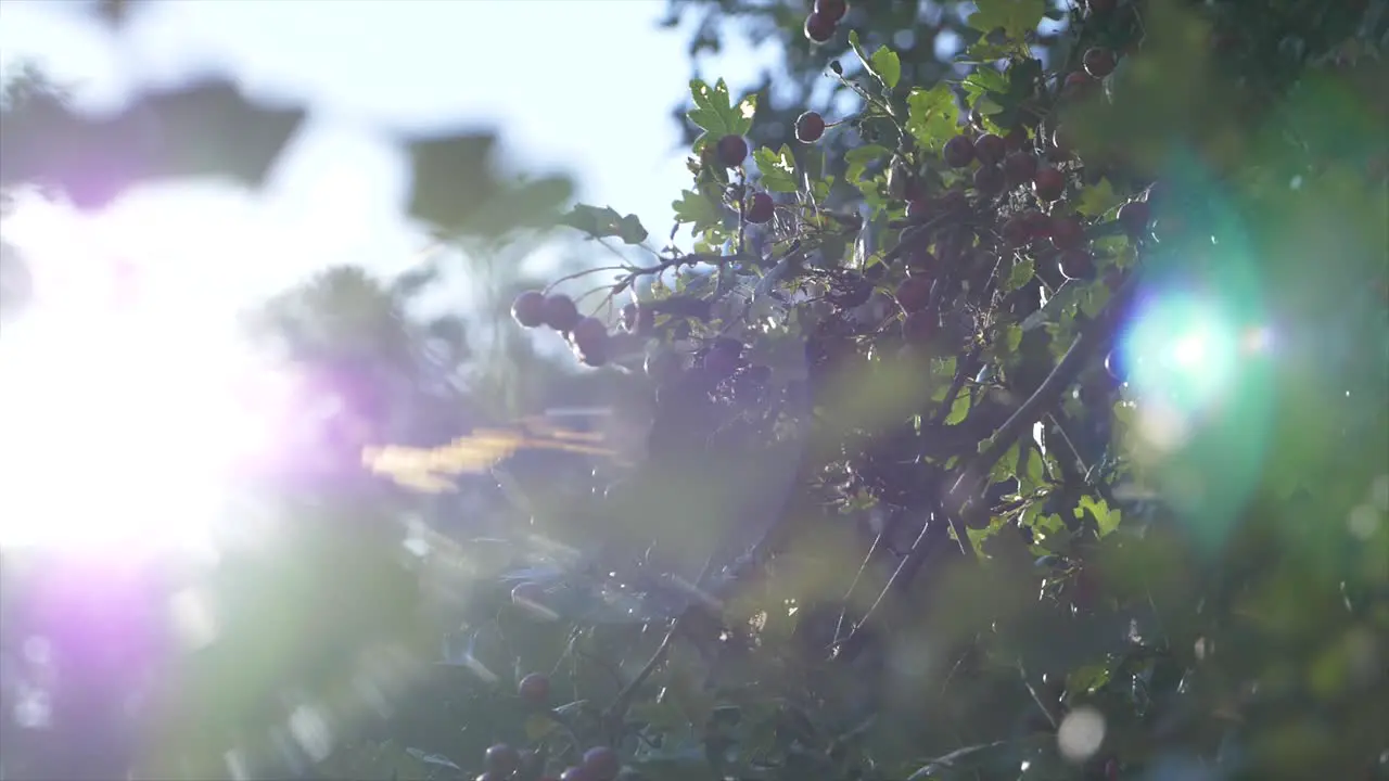 Slow motion shot of leaves and little red fruits on a tree with sunflare