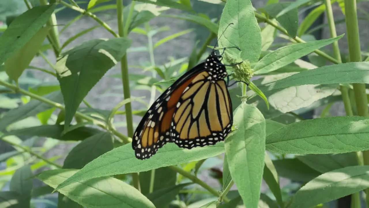 Monarch butterfly sitting on greenery close up