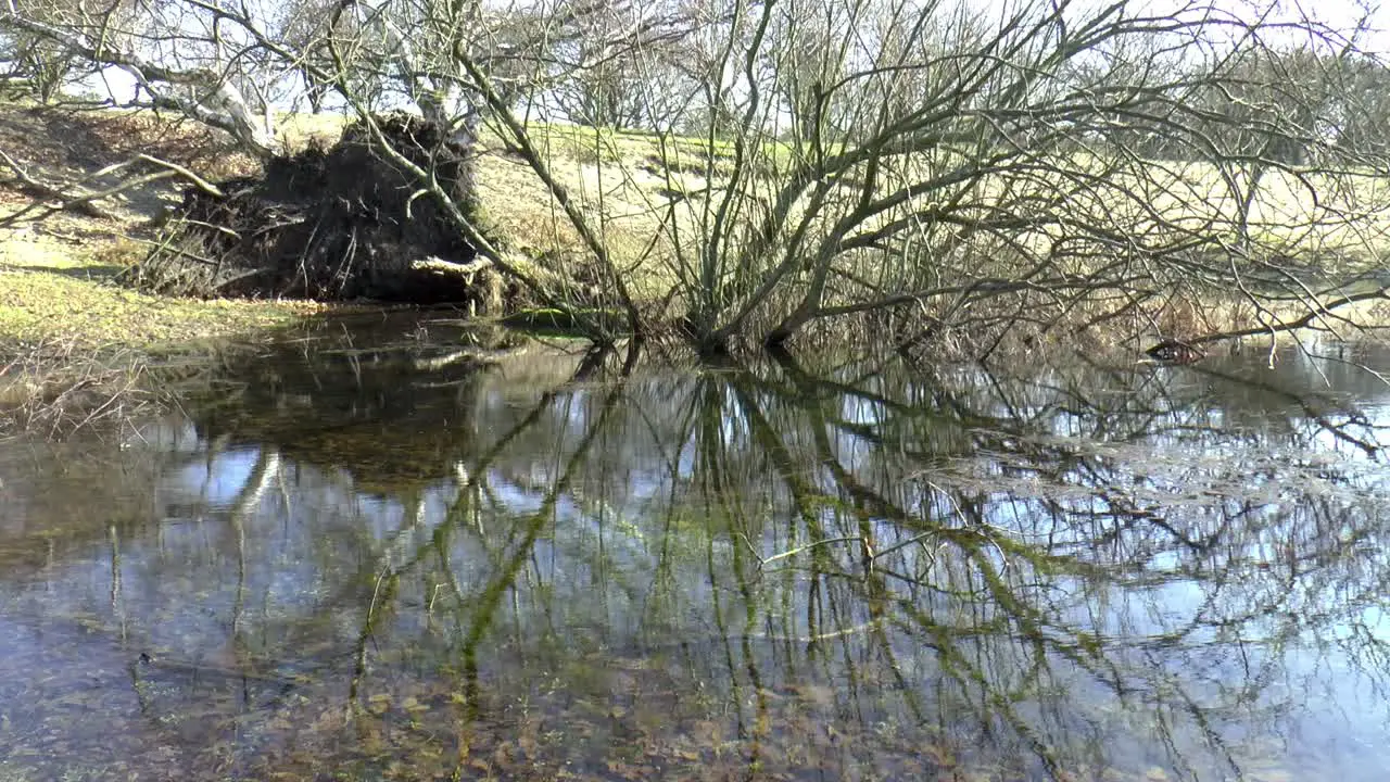 Tree that is reflected in the water of a pool