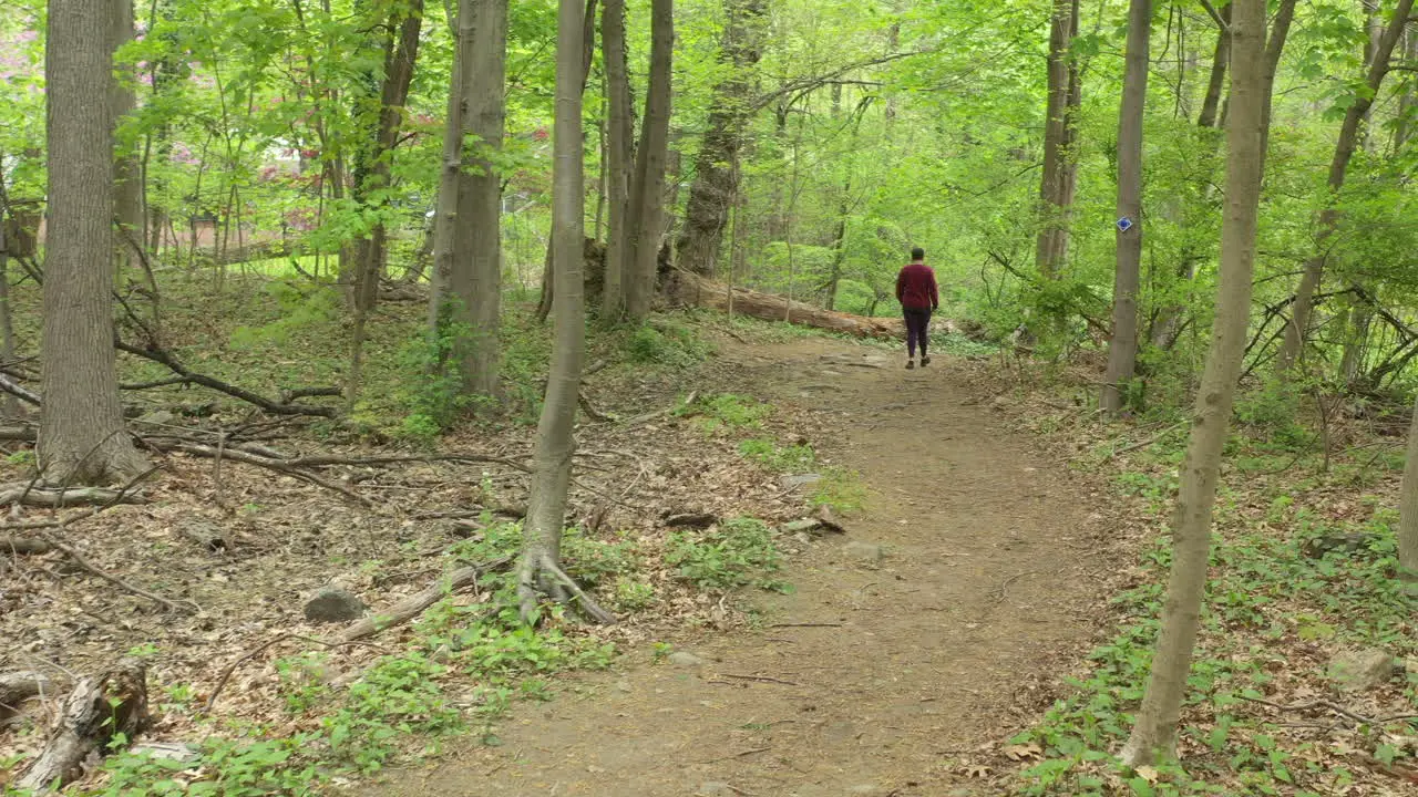 A low angle shot along a nature trail surrounded by green trees on a sunny morning