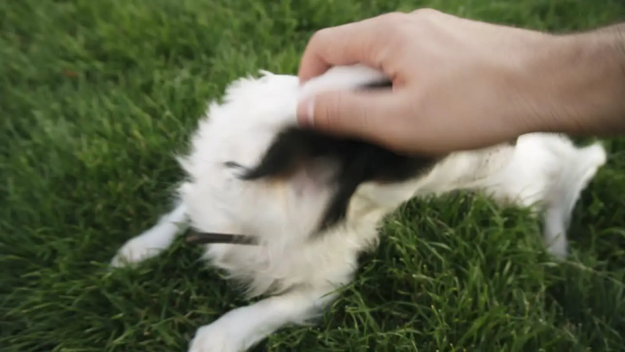 Small Black And White Dog Sitting On The Green Grass