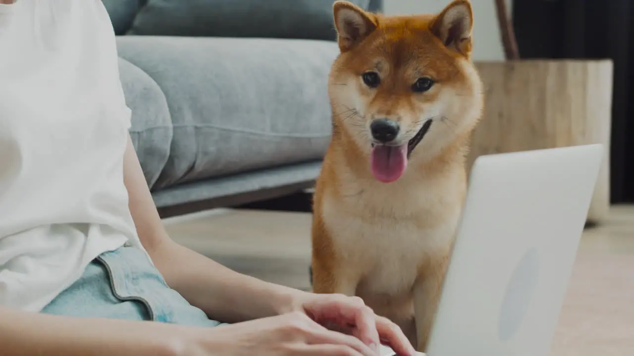 A Cute Dog Watches As His Unrecognizable Owner's Hands Work On The Computer Keyboard