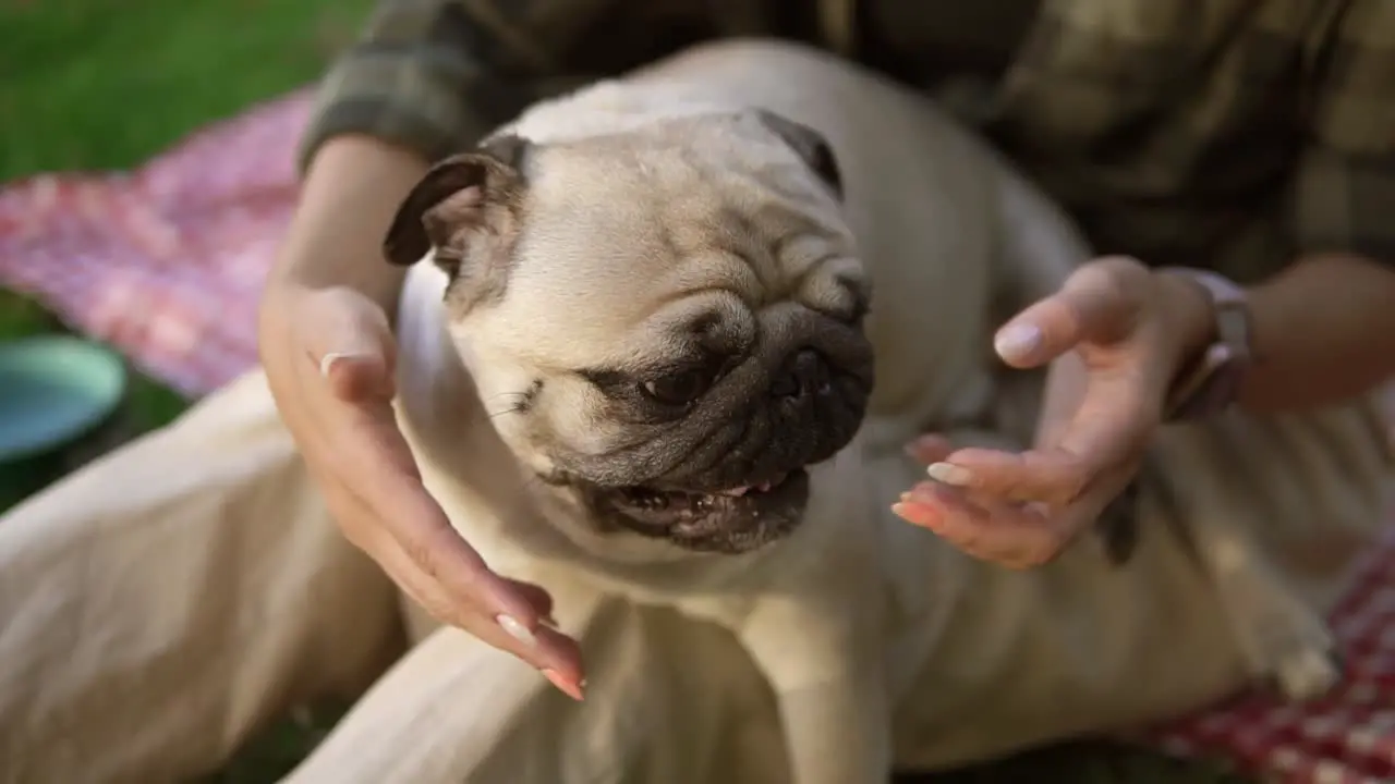 Unrecognizable Woman Holds A Little Pug On Her Knees It Actively Whirls And Tries To Bite Gently