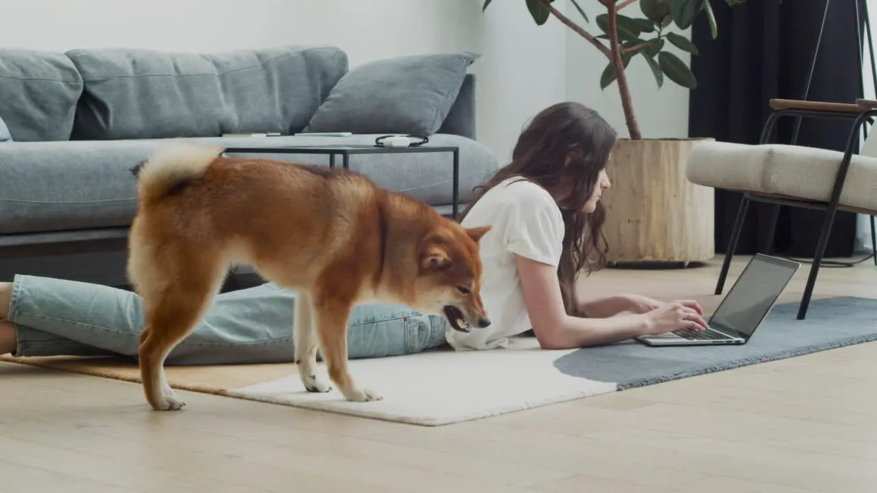 A Cute Dog Plays With His Toys While His Owner Works At The Computer