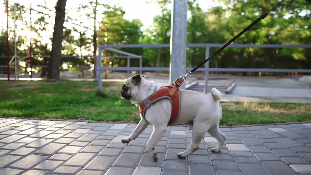 Side View Of A Pug Running In The Park With Unrecognizable Female Owner Leading The Leash