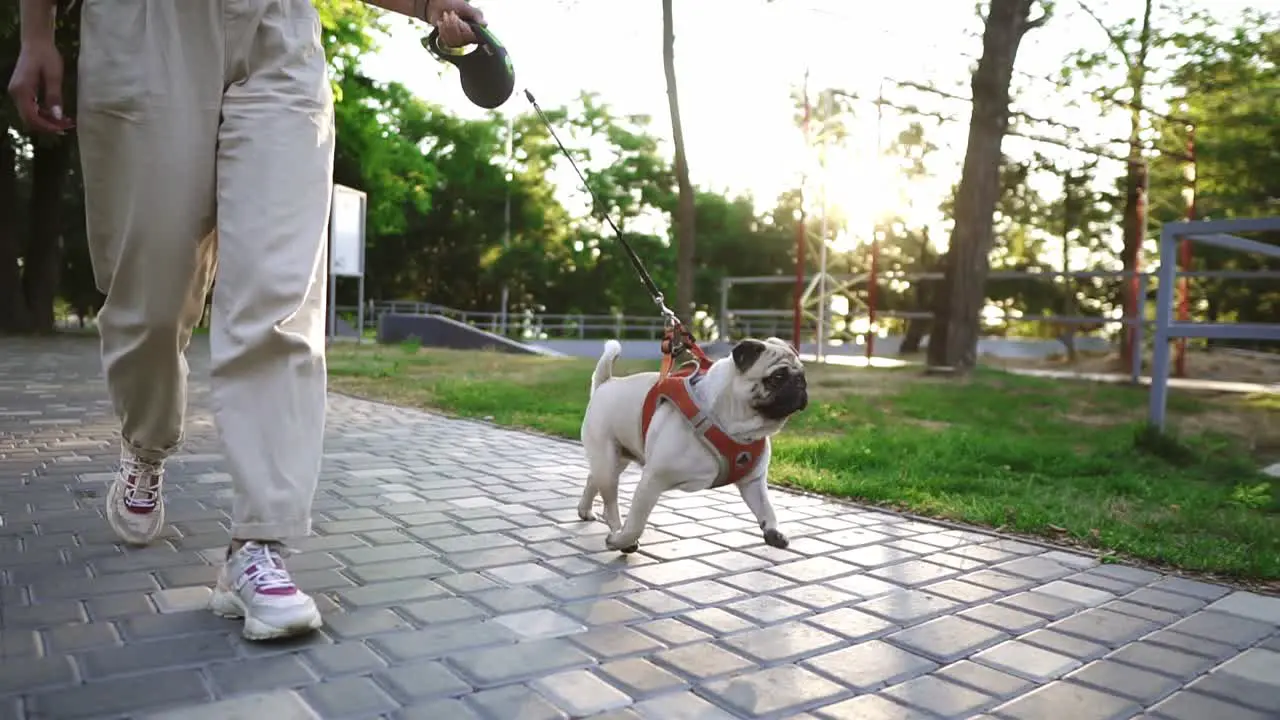 Funny Pug Running In The Park With Unrecognizable Female Owner Leading The Leash