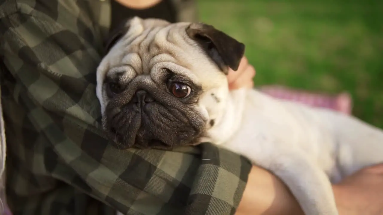 Close Up Of A Pug Dog Face