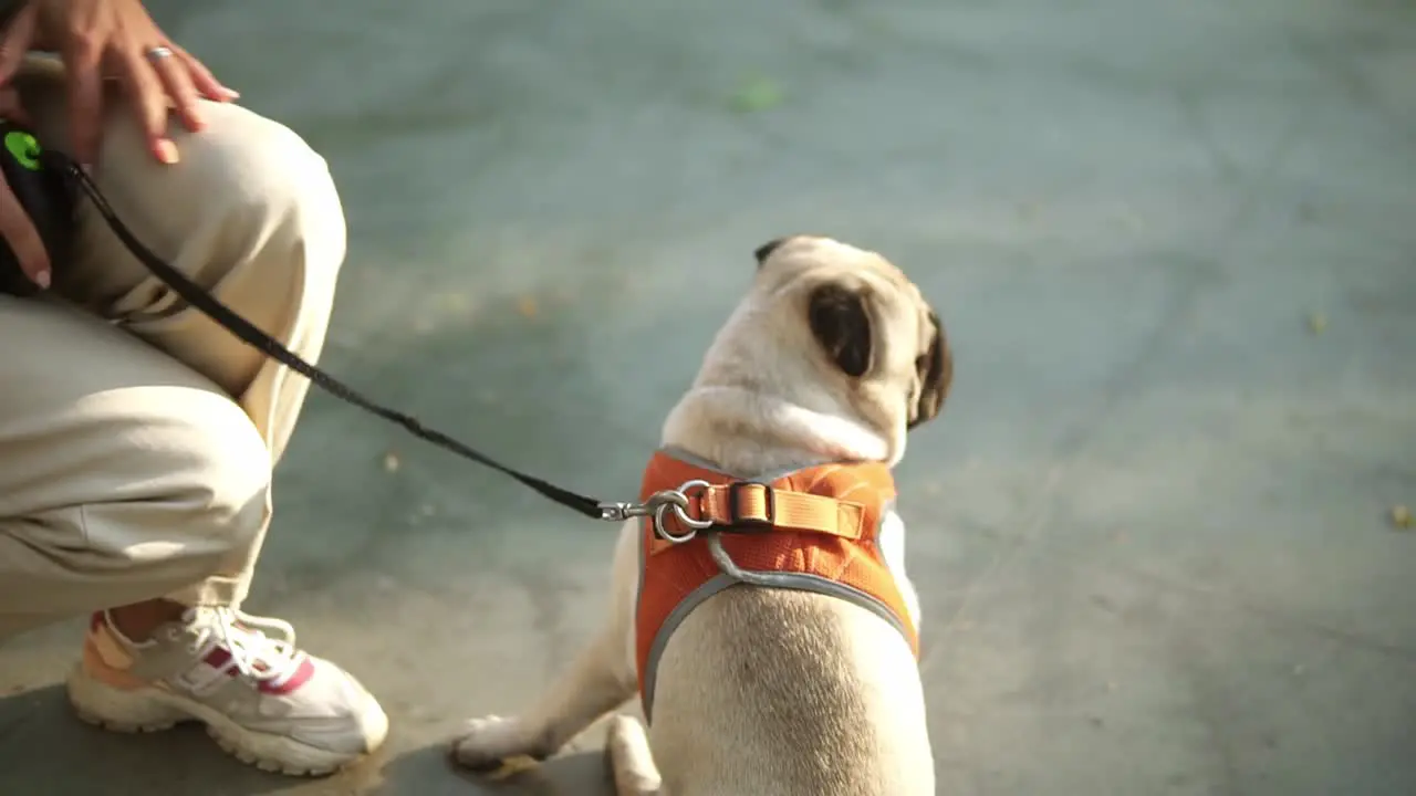 Woman Fastens A Collar On Her Beige Pug Dog With A Leash Outdoors Puppy Patiently Waiting