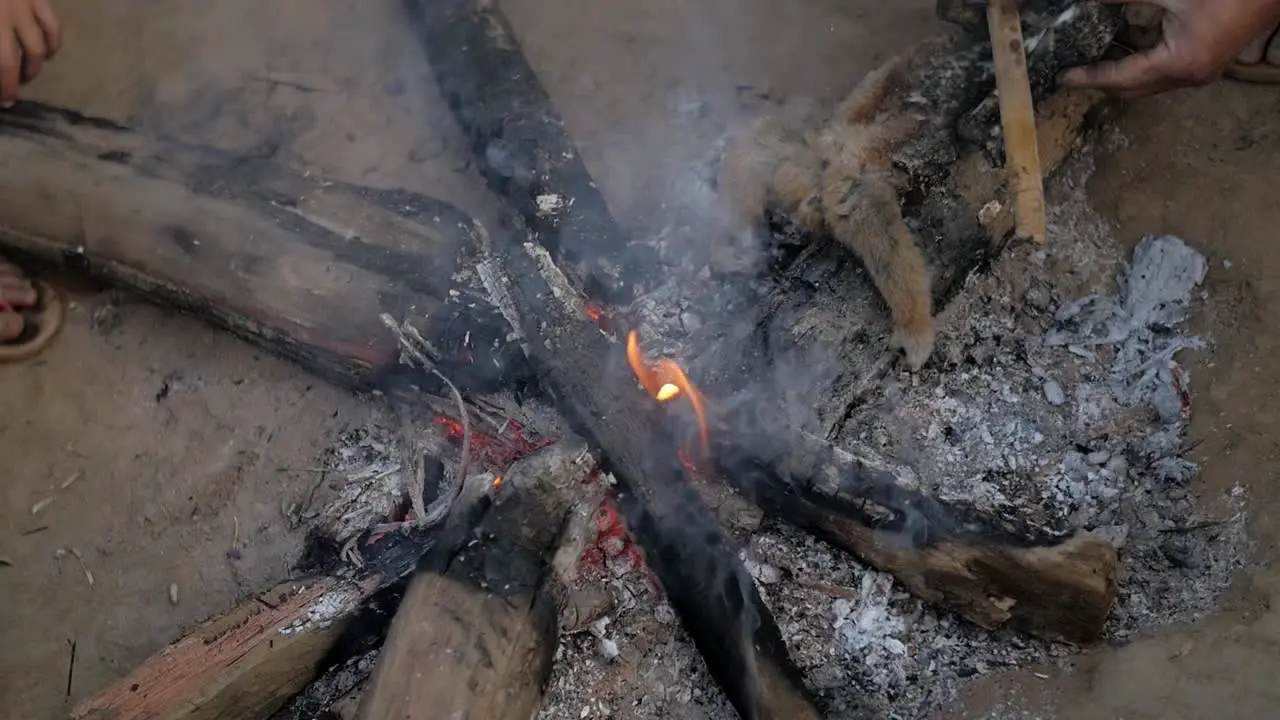 People cooking furry Loris primate over fire pit flames embers in Laos village settlement scene