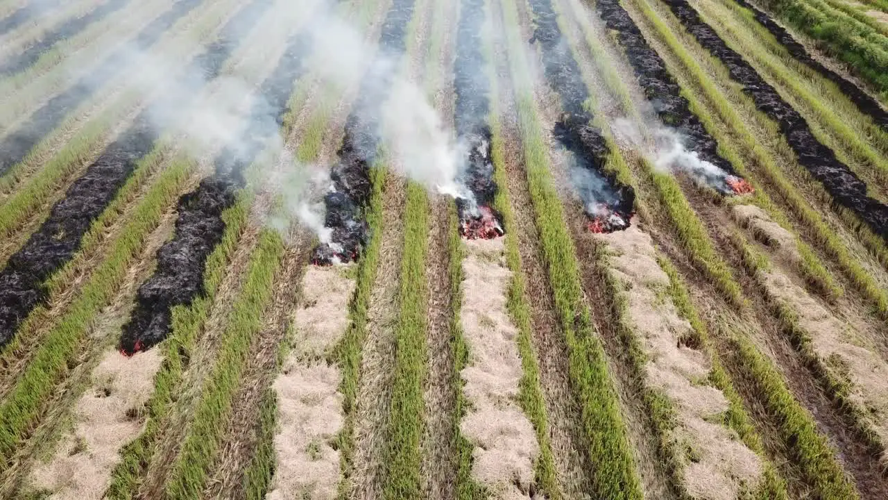 Open burning rice straw after harvested with emission of smoke to environment