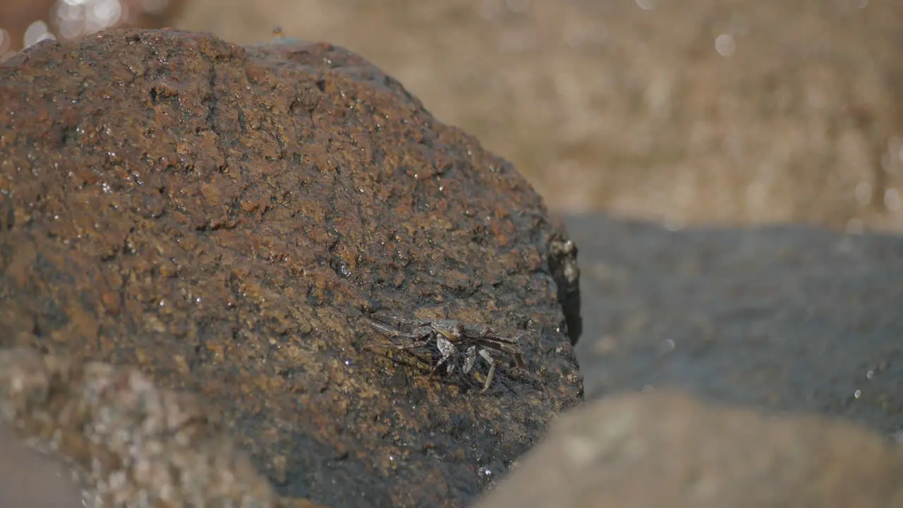 A crab walks along a rocky shore as waves crash