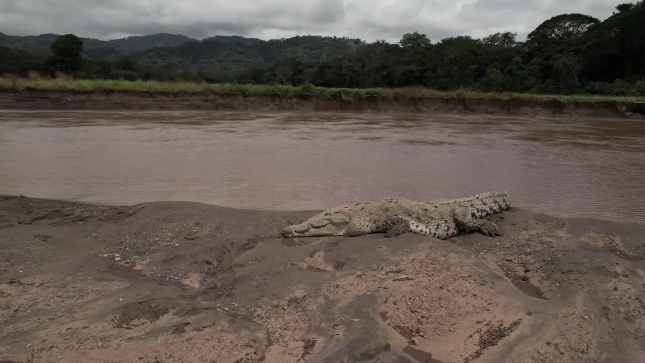 Crocodile Resting River Boat Tour Costa Rica