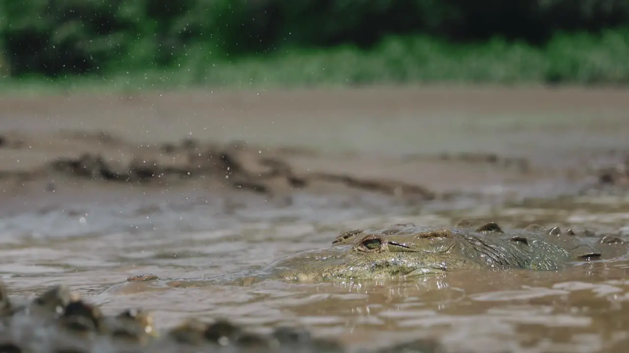 Crocodile Catching Food River Tour Costa Rica Adventure Travel