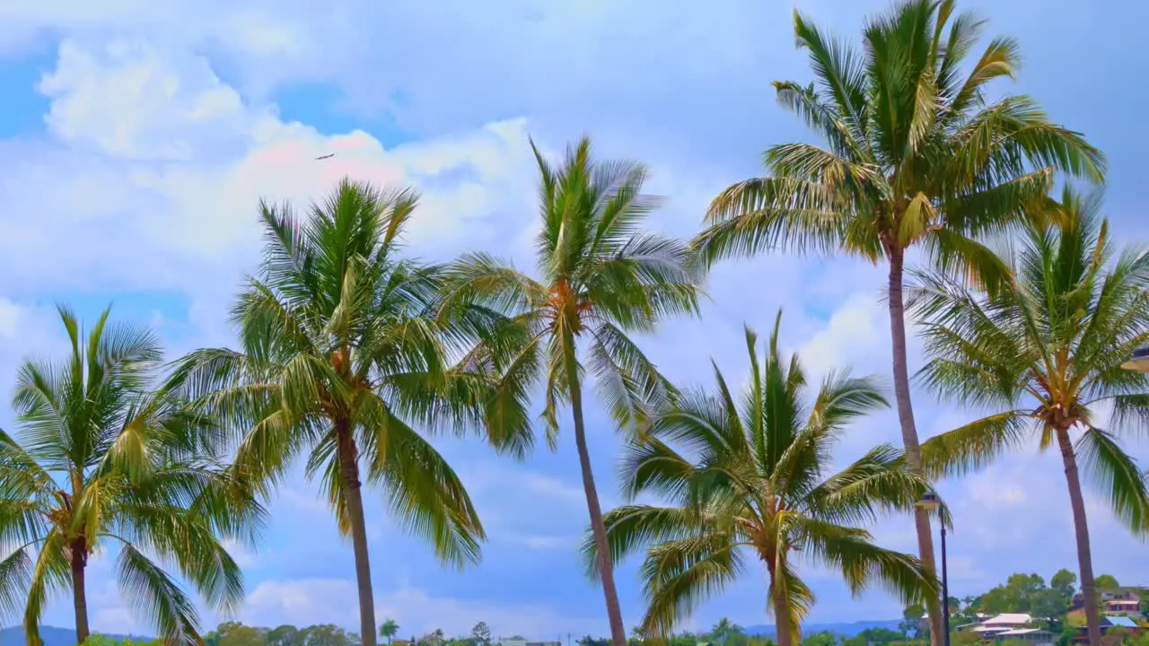 Palm trees in a sunny day moved by wind slow motion