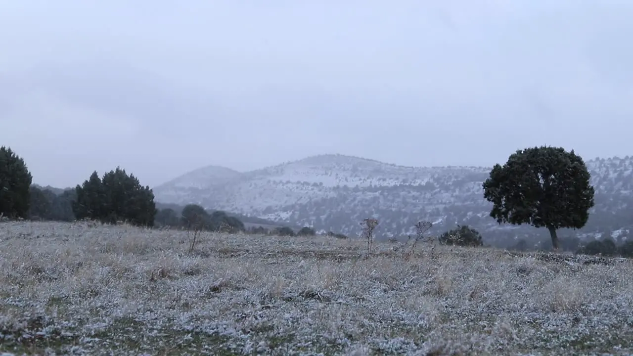 Winter snowy landscape in a snowfall with some trees