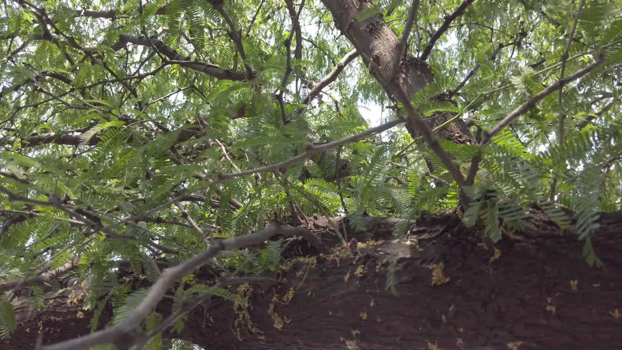 Leafy Branch of a tree on an industrial park