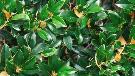 Green branches and leaves of bushes moving on wind in summer garden