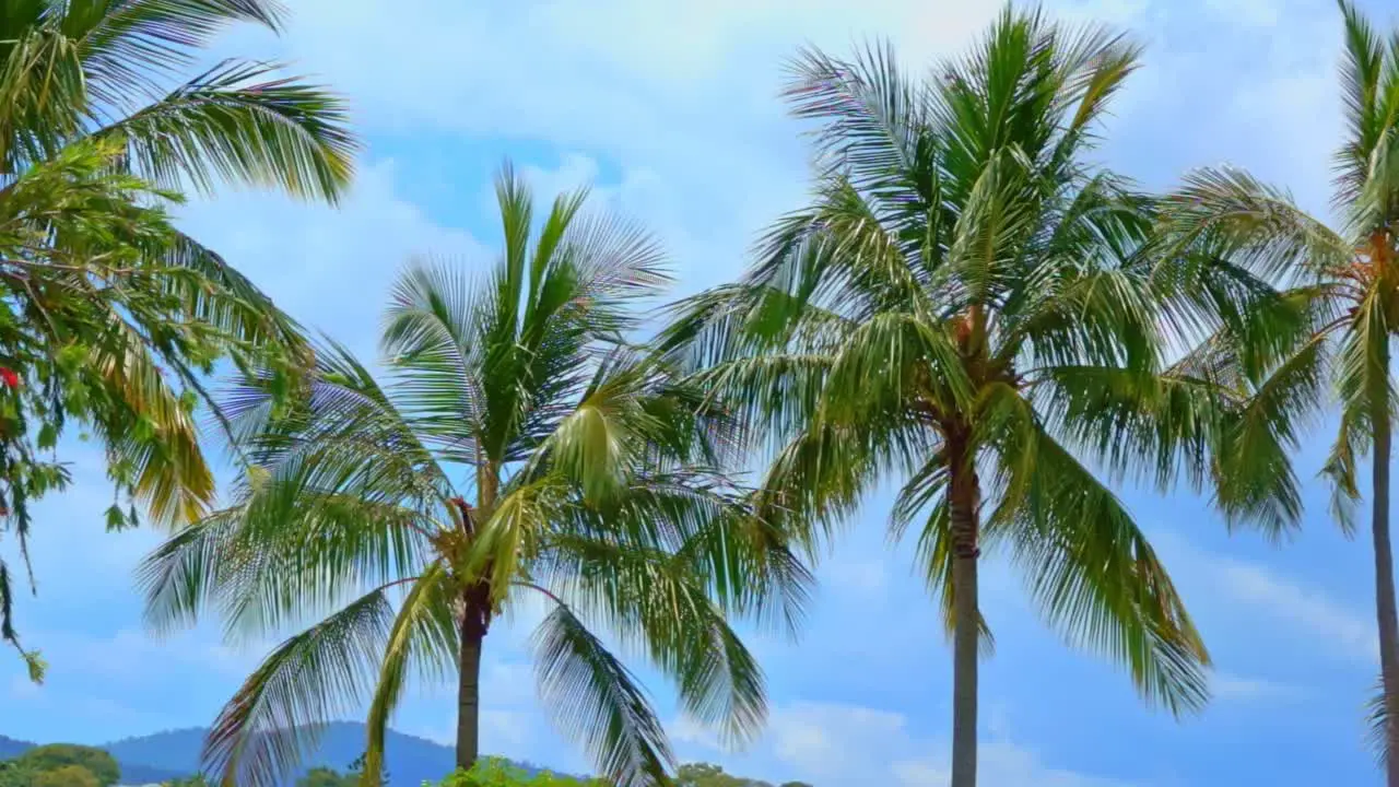 Tropical palm trees near the beach