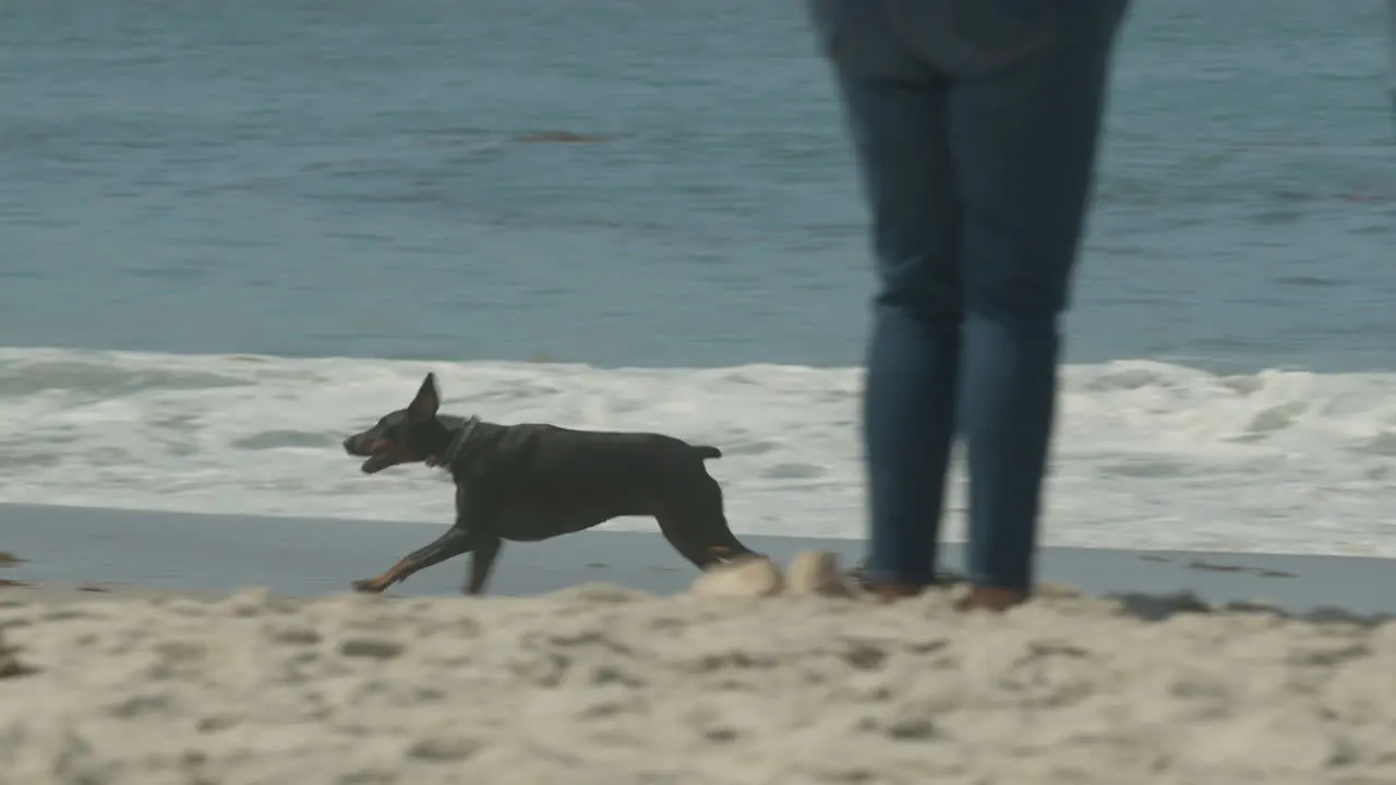 Dog Running at Beach in Slow Motion