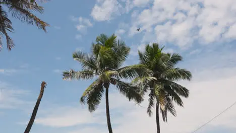 View Of Palm Trees Against Blue Sky Near Bandra Fort Mumbai India 3