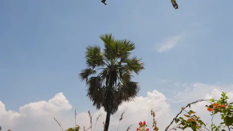 View Of Palm Trees Against Blue Sky Near Bandra Fort Mumbai India