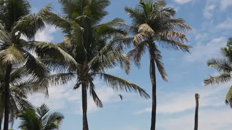 View Of Palm Trees Against Blue Sky Near Bandra Fort Mumbai India 2