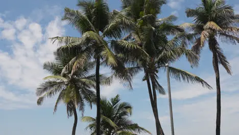 View Of Palm Trees Against Blue Sky Near Bandra Fort Mumbai India 1