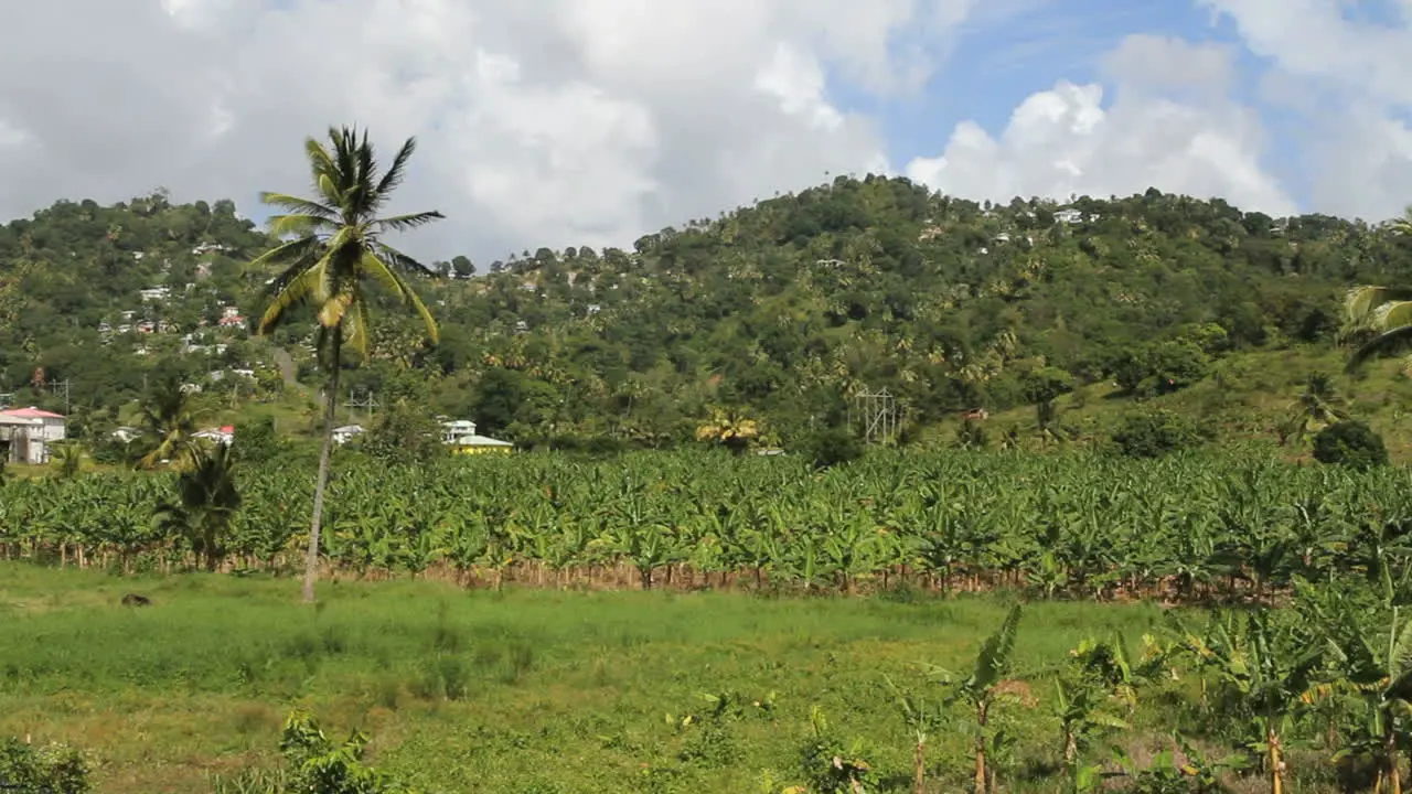 St Lucia banana plantation agriculture