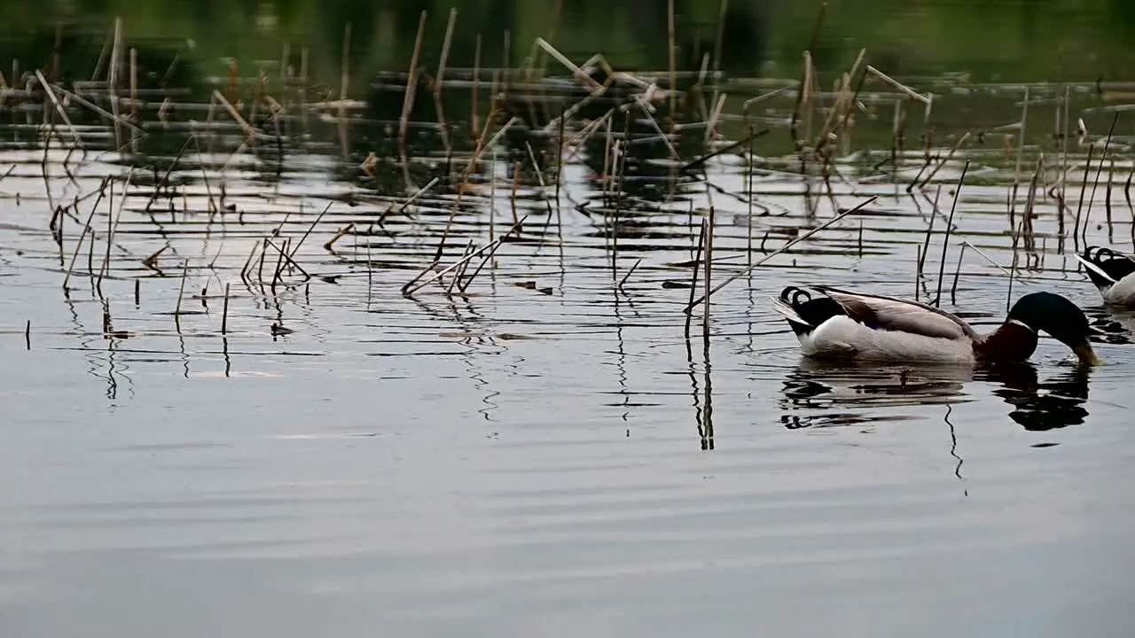 mallard ducks near the shore of the lake