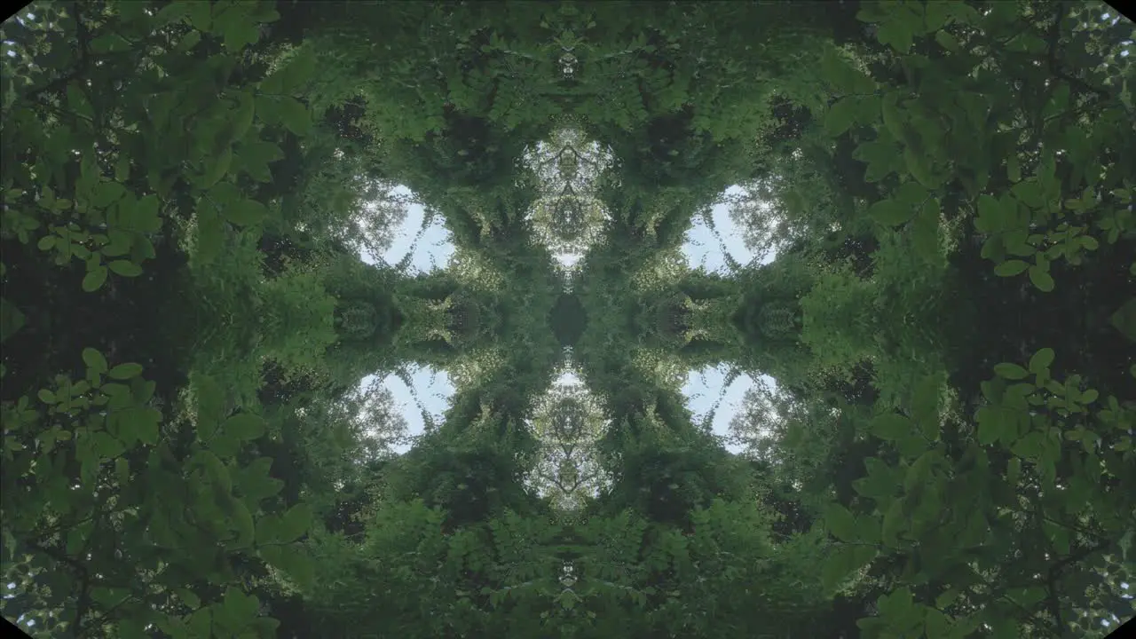 Kaleidoscope of Forest Scenery #7