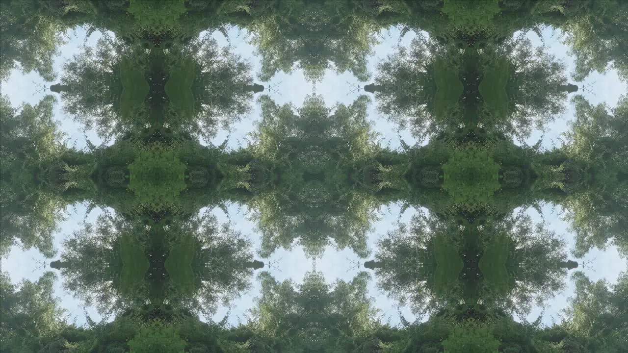 Kaleidoscope of Forest Scenery #10