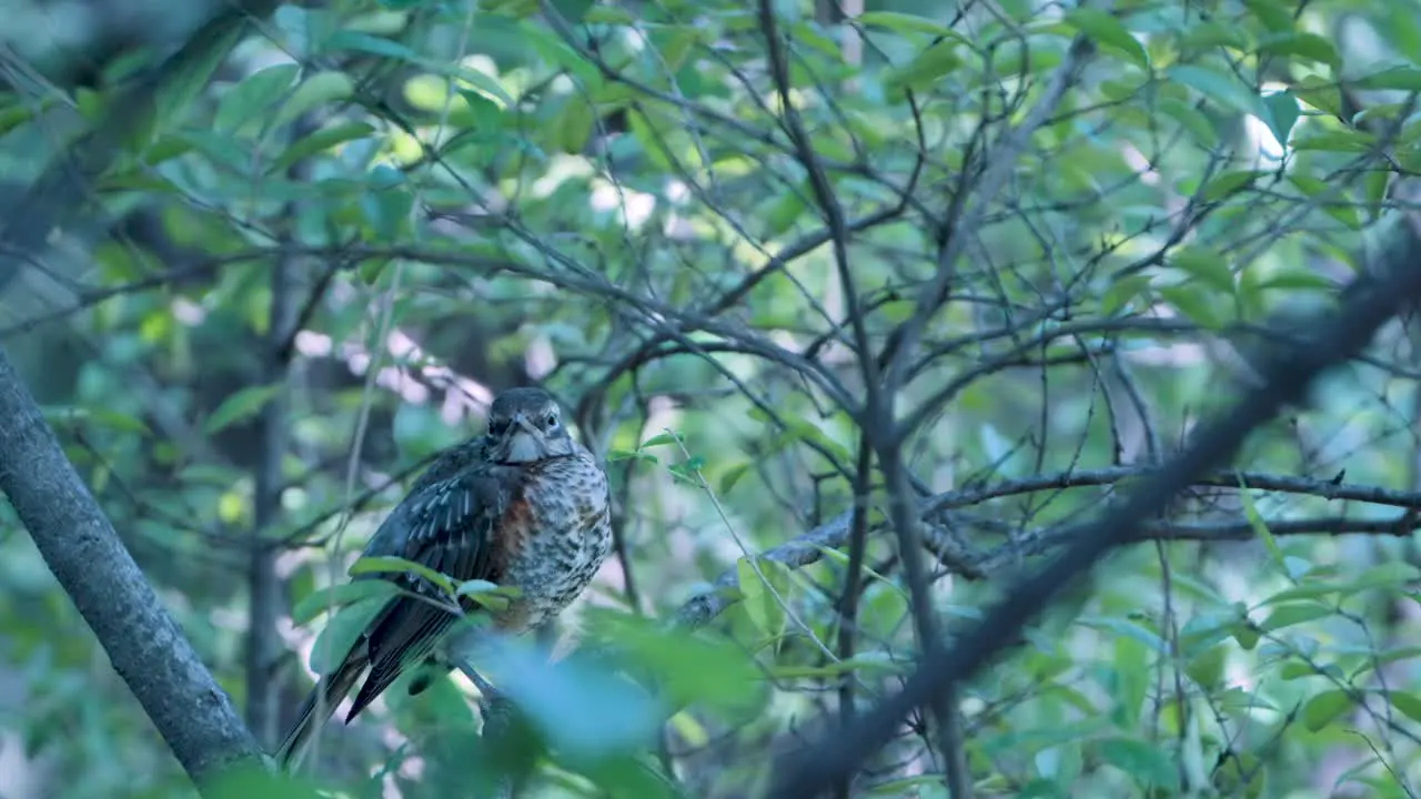 A speckled brown and white bird with rust orange plumage perches on a branch in a tree