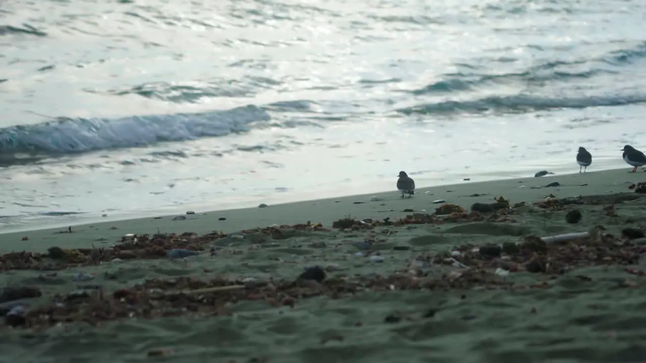 Common sandpipers near the coastline