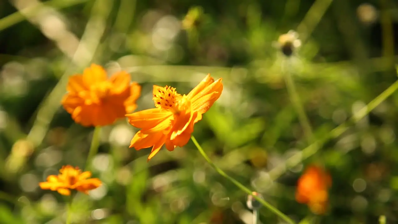 Marigold Flower in Sunrise