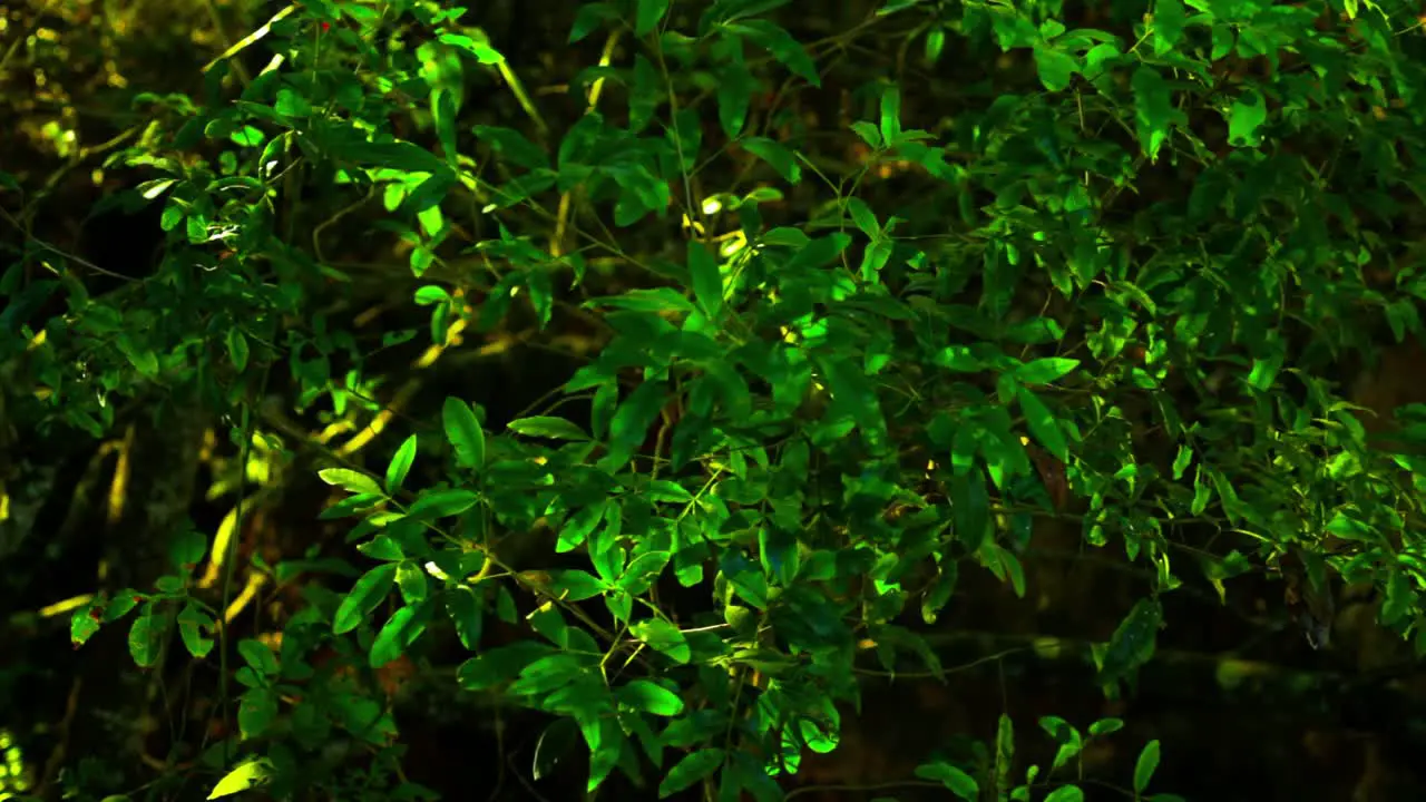 Tropical rainforest vegetation background with glittering sunlight