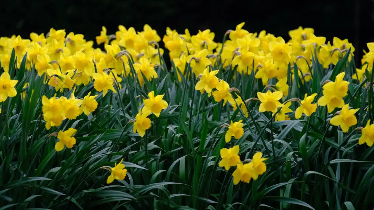 A bed of bright yellow Daffodil flowers grown in an English garden