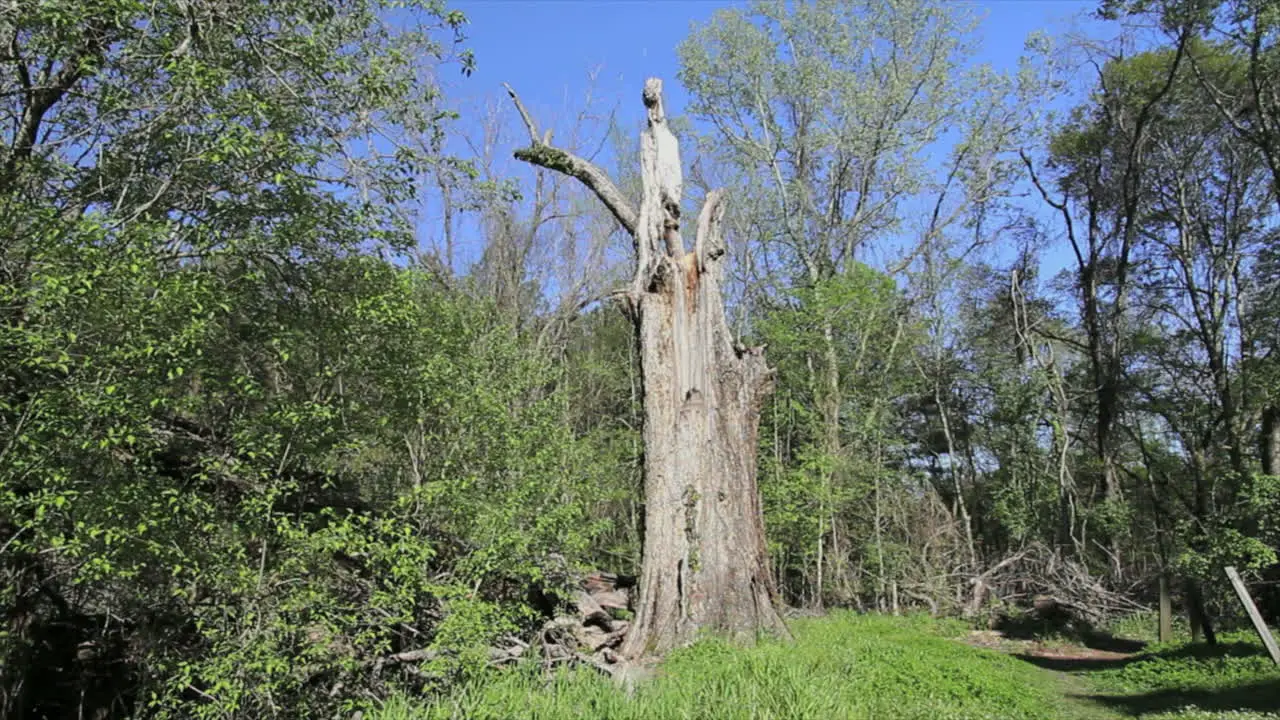 Mississippi Spring Woods With Dead Tree Trunk