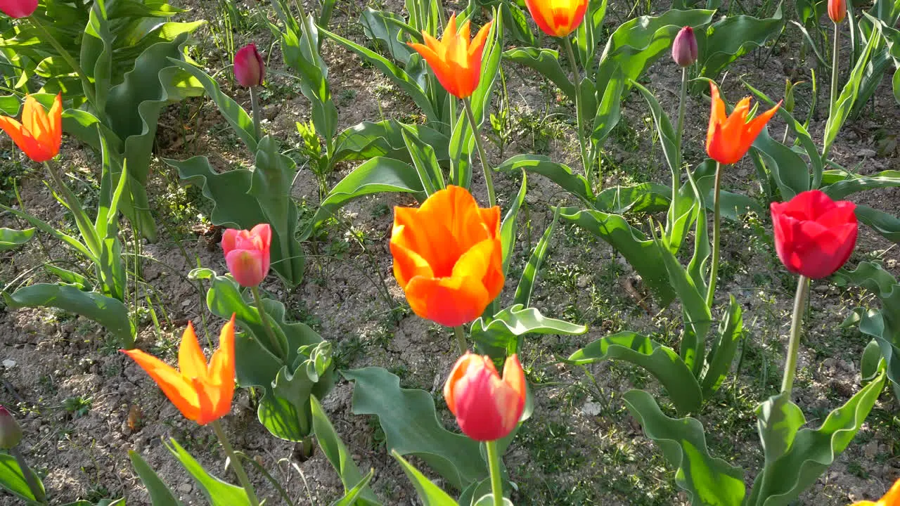 Orange And Red Tulips