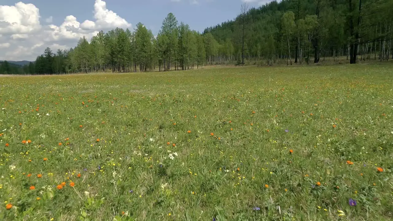 Flower Field