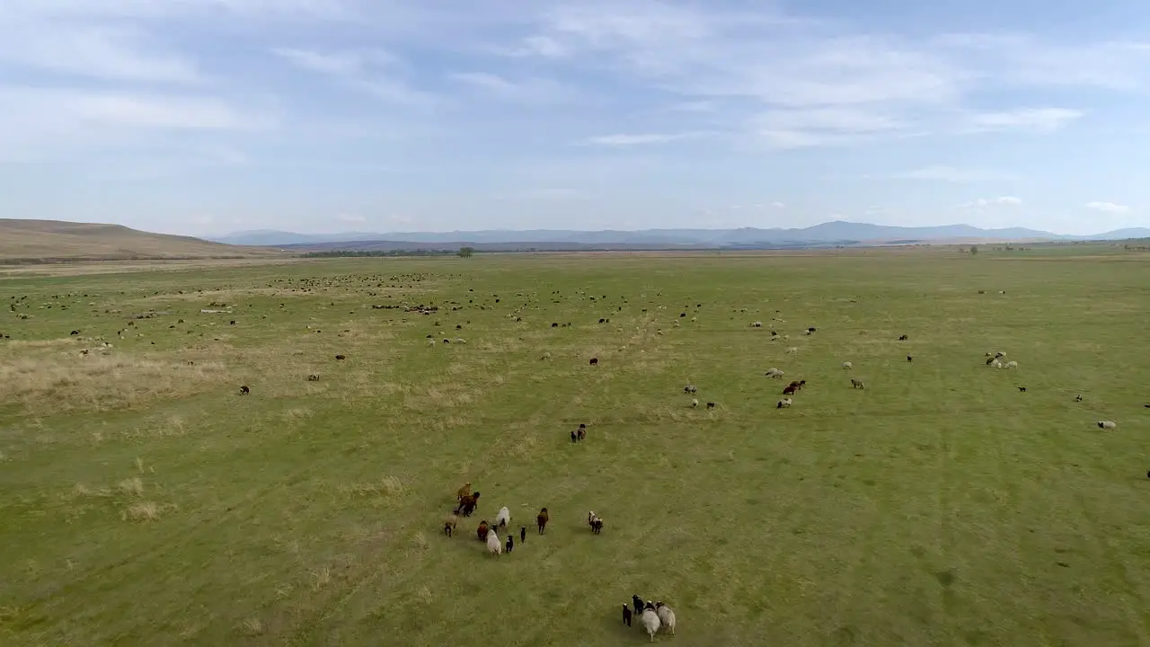 Sheep Grazing on Steppe