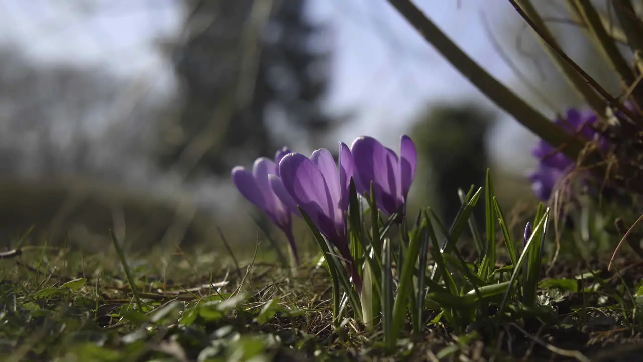 Purple crocus growing in the garden in spring time right before easter 4K