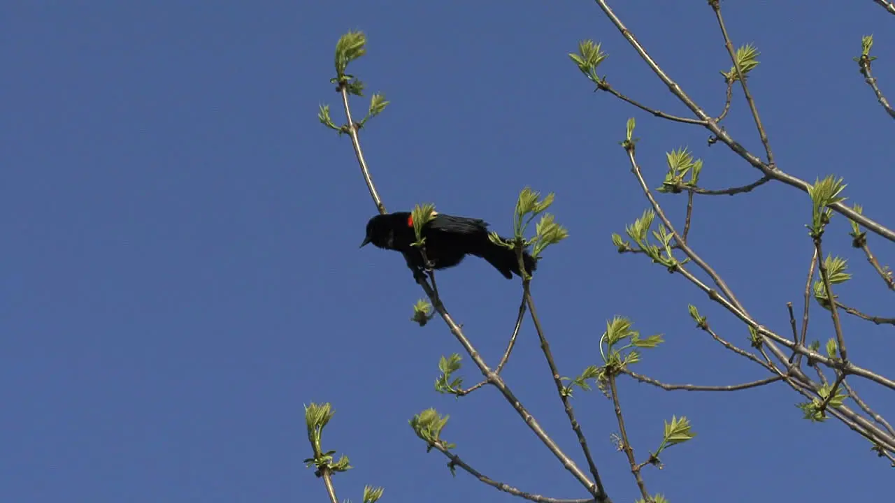 Red-winged blackbird spring tree